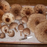 Kako sušiti gljivu kišobran: pravila i uvjeti skladištenja